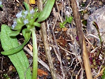 Piccola pianta con fiori piccolissimi - Valerianella sp.